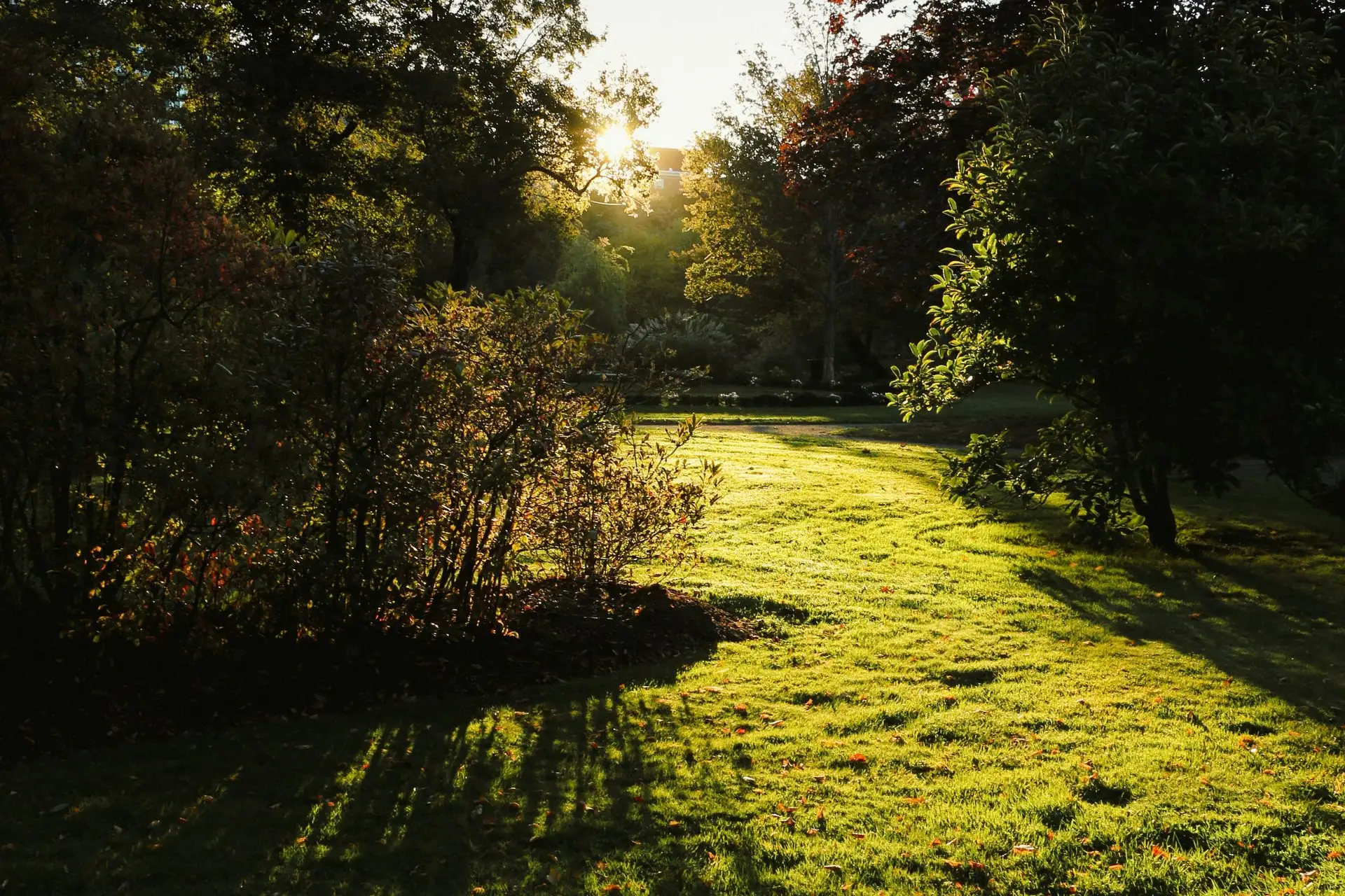 Freshly maintained lawn in South Austin